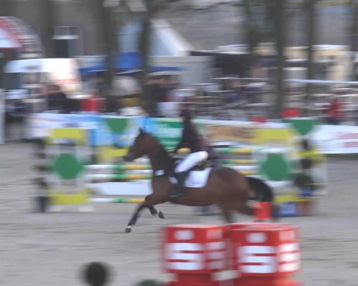jumper California 116 (Westphalian, 2010, from Contello)