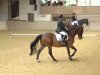 dressage horse Lasting (Holsteiner, 1998, from Lascadell)