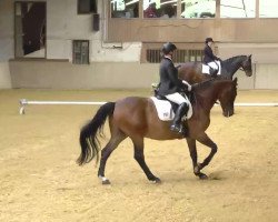 dressage horse Lasting (Holsteiner, 1998, from Lascadell)