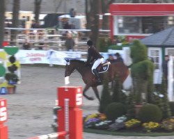 jumper Ichelle van het Hagehof (Belgian Warmblood, 2008, from Va-Vite)