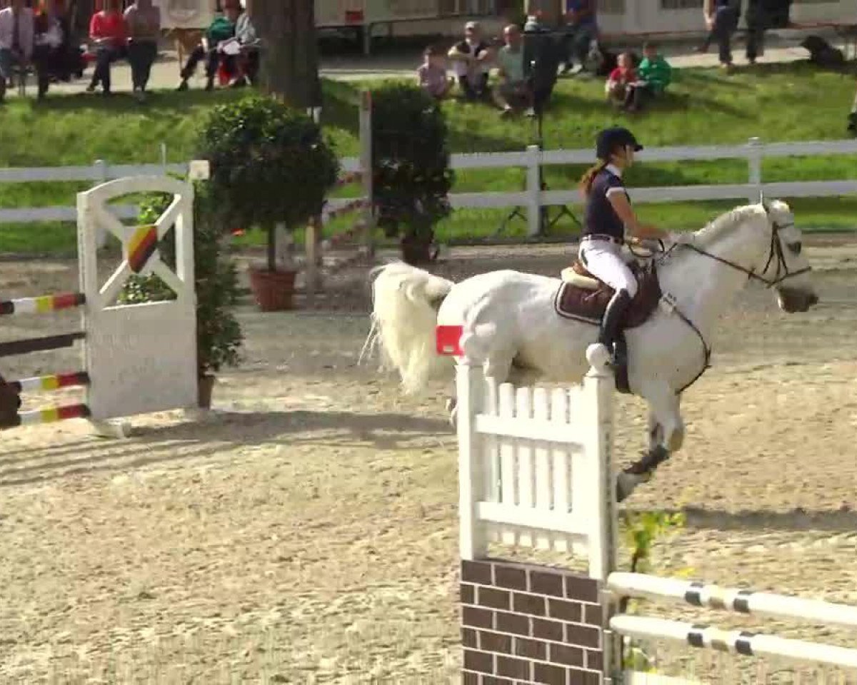 Springpferd Advocat 2 (Holsteiner, 1991, von Athlet Z)