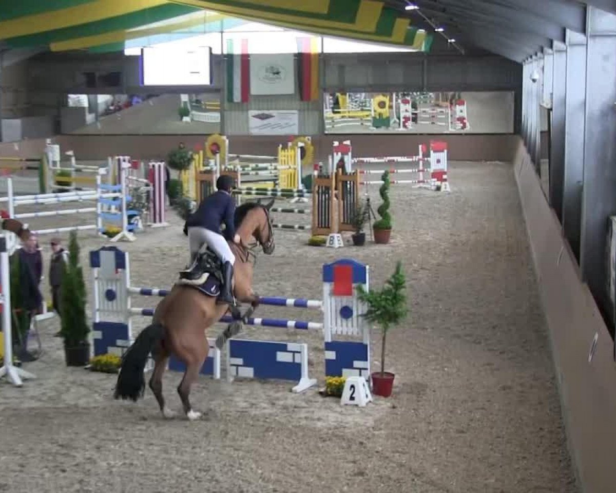 jumper Viggo (KWPN (Royal Dutch Sporthorse), 2002, from Sable Rose)