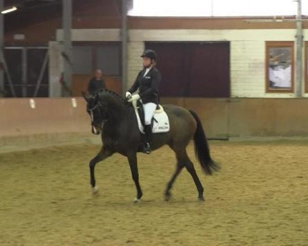 dressage horse Singapure 2 (Hanoverian, 2009, from Soliman)