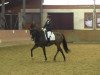 dressage horse Singapure 2 (Hanoverian, 2009, from Soliman)