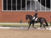 dressage horse Robinson Crouso (Rhinelander, 2006, from Rohdiamant)