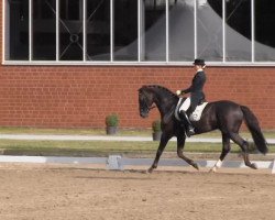 dressage horse Robinson Crouso (Rhinelander, 2006, from Rohdiamant)