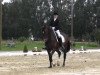 dressage horse Salieri 16 (Westphalian, 2003, from Sandro Hit)