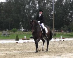 dressage horse Salieri 16 (Westphalian, 2003, from Sandro Hit)