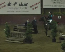 jumper Faustino 19 (Oldenburg show jumper, 2002, from Feuerwerk)