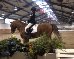 dressage horse H.Weltmeister (German Riding Pony, 1996, from Waldemar)