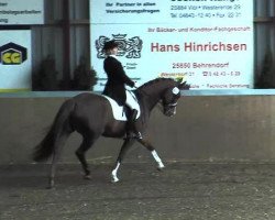 dressage horse Andretti 16 (Holsteiner, 2002, from Aljano)