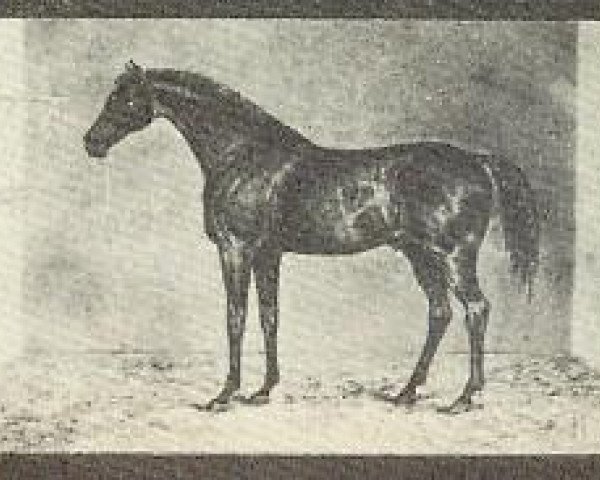 stallion Hedgeford xx (Thoroughbred, 1825, from Filho da Puta xx)