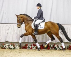 dressage horse Ferdinand Porsche (Westphalian, 2012, from Franziskus FRH)