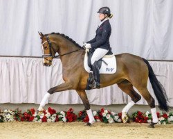 dressage horse Fräulein Felize (Westphalian, 2009, from Florenciano 6)