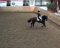 dressage horse Alias Max (Holsteiner, 2007, from Aljano)