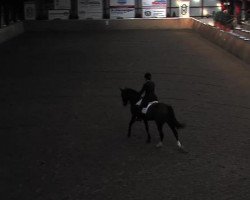 dressage horse Polarstern 53 (Hanoverian, 1999, from Polarpunkt)