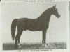 stallion Highland Denmark (American Saddlebred Horse, 1890, from Black Squirrel)