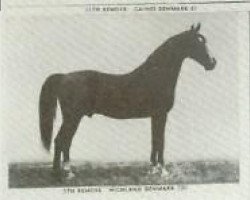 stallion Highland Denmark (American Saddlebred Horse, 1890, from Black Squirrel)