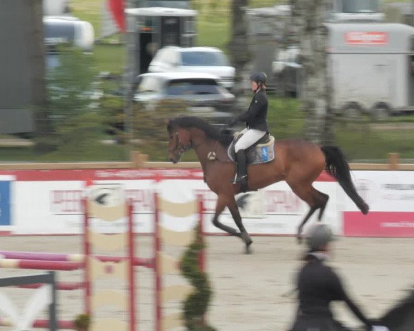 Reitturnier Westergellersen 2021