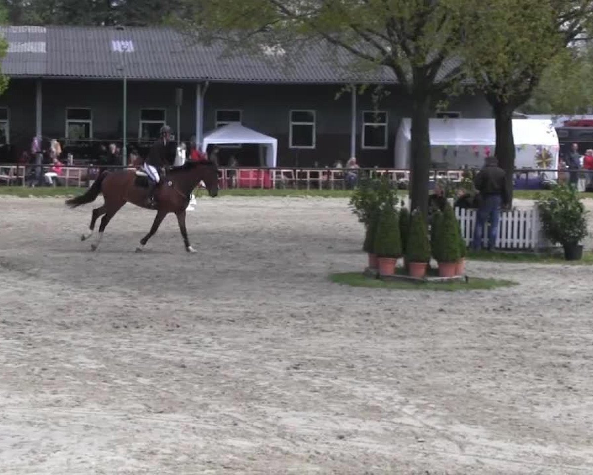 Springpferd Chicago 117 (Holsteiner, 2005, von Calato)