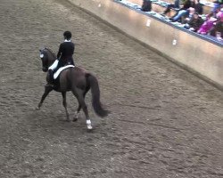 dressage horse Doliantos (Mecklenburg, 2002, from Dream of Heidelberg II)