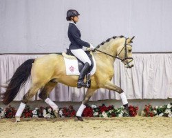 Pferd Hesselteichs Domino (Deutsches Reitpony, 2012, von Donnerwetter)