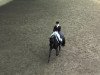 dressage horse French Affair 5 (Hanoverian, 2002, from Fürst Heinrich)