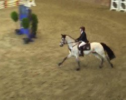 Springpferd Pretty In Champagne (Deutsches Reitpony, 2000, von Power and Paint)