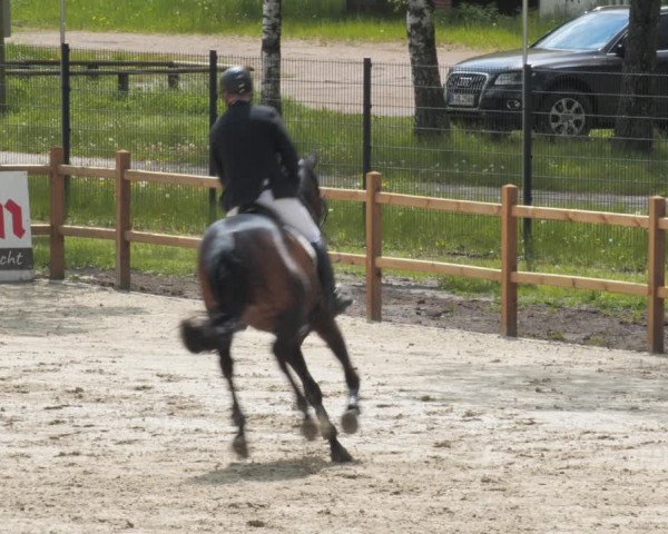 Reitturnier Westergellersen 2021