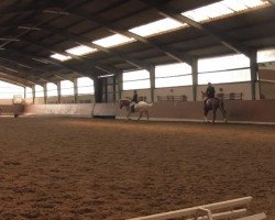 dressage horse Artus 346 (Haflinger, 2000, from Aquarin)