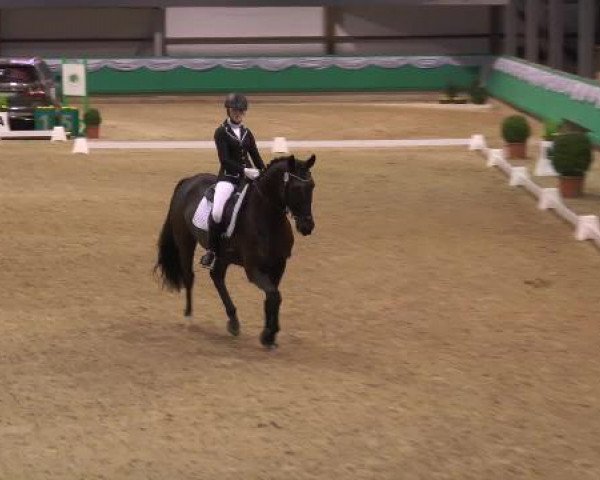 dressage horse Rohwill (Westphalian, 2003, from Ron William)