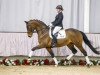 dressage horse Sandmann B 3 (Westphalian, 2010, from Spielberg)