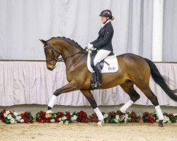 dressage horse Sandmann B 3 (Westphalian, 2010, from Spielberg)