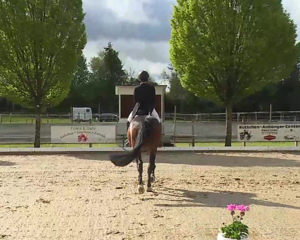 Reitturnier Aulendorf 2021