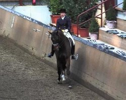 dressage horse Carl der Grosse J (Holsteiner, 2001, from Candillo Z)