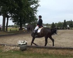 dressage horse Mozart 267 (Westfale, 2006, from Monteverdi)