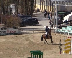 jumper Calimero 628 (Hanoverian, 2009, from Helenenhof's Carabas)