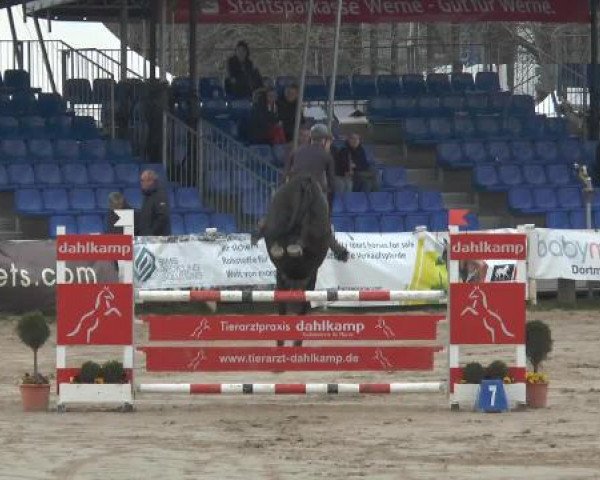 broodmare Cachique (KWPN (Royal Dutch Sporthorse), 2007, from Quasimodo Z)
