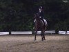 dressage horse Abacanto 2 (Oldenburg, 2002, from Acorado I)