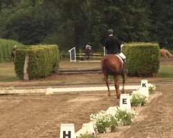 dressage horse Rachmaninof 2 (Oldenburg, 2002, from Relevant)