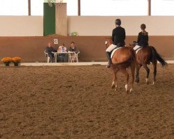 dressage horse Prinzessin-Lilli (Hanoverian, 2003, from Prince Thatch xx)