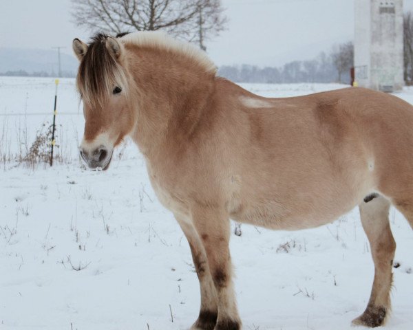 Zuchtstute Geli (Fjordpferd, 2009, von Kristofferson)