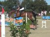 jumper Salvatore 21 (Hanoverian, 2003, from San Brasil)