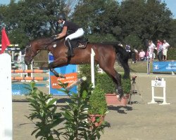 jumper Salvatore 21 (Hanoverian, 2003, from San Brasil)