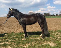 dressage horse Le petit cheval 2 (Hanoverian, 2007, from Likoto xx)