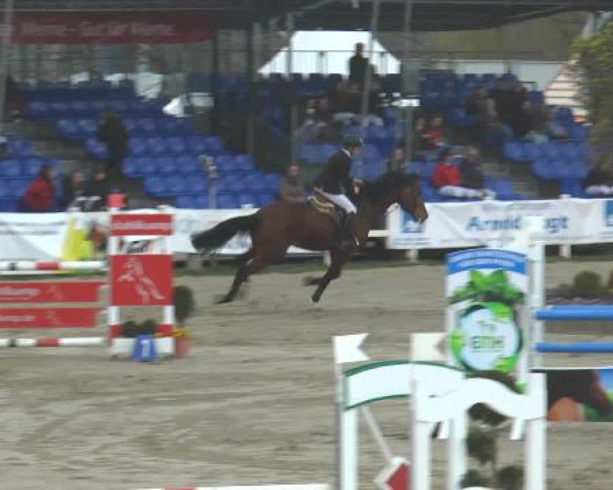 Springpferd Pernod 126 (Westfale, 2007, von Phin Phin)