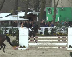 jumper Coco (Hanoverian, 2007, from Contendro I)