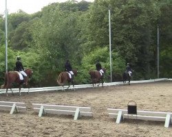 dressage horse Terra Kotta (German Riding Pony, 1999, from Top Debino)