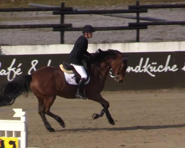jumper Winner v 't Ertsehof (Zangersheide riding horse, 2008, from Winningmood van de Arenberg)