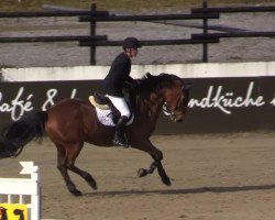 Springpferd Winner v 't Ertsehof (Zangersheide Reitpferd, 2008, von Winningmood van de Arenberg)